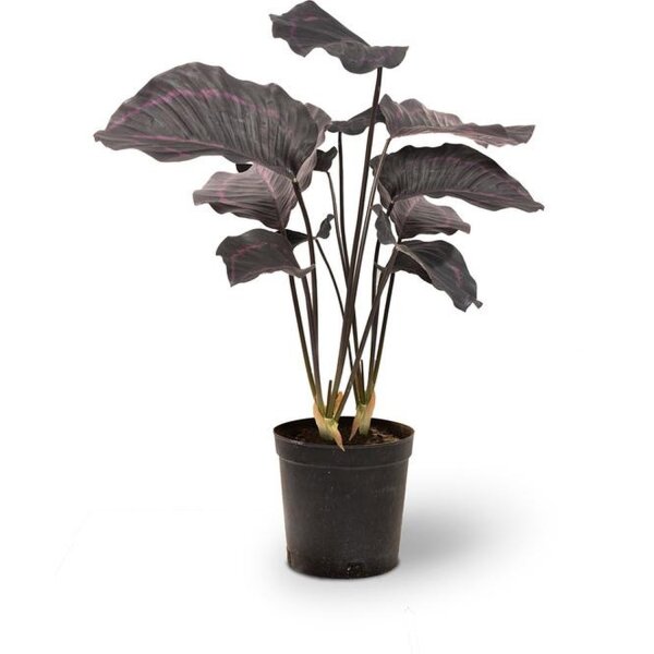 Calathea Kunstpflanze, 63,5 cm