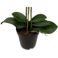 Phalaenopsis w/LVS Kunstpflanze 71 cm
