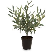 Olivenstrauch - Olea europaea Kunstpflanze 51 cm, getopft