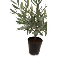 Olivenstrauch - Olea europaea Kunstpflanze 51 cm, getopft