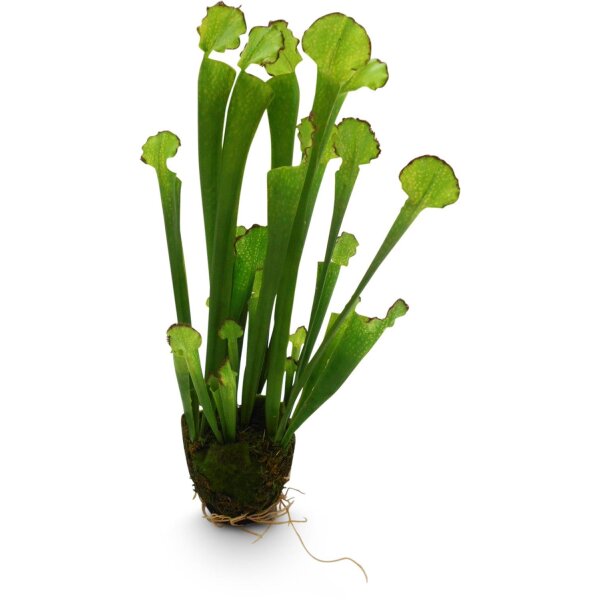 Kobralilie Kunstpflanze, 55 cm