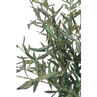 Olivenbaum - Olea europaea Kunstpflanze 150 cm