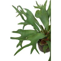Geweihfarn - Platycerium Kunstpflanze 55 cm, getopft