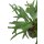 Geweihfarn - Platycerium Kunstpflanze 55 cm, getopft