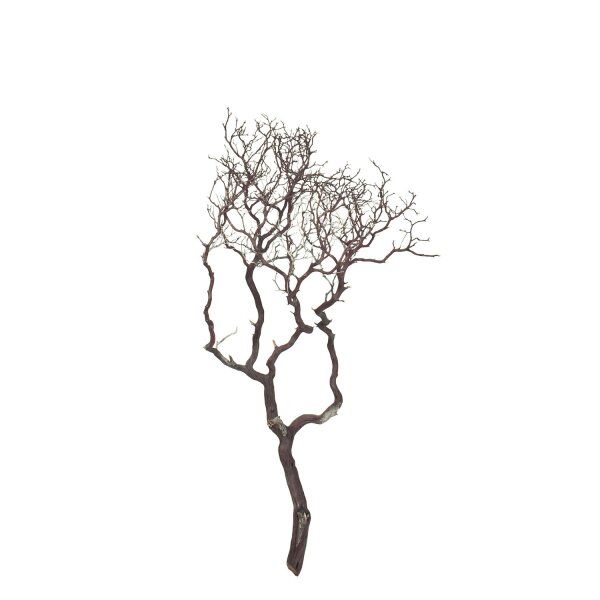 Manzanita, braun, verzweigt, 90-100 cm | H: 100 | natur braun