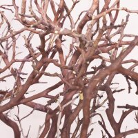 Manzanita, braun, verzweigt, 90-100 cm | H: 100 | natur braun