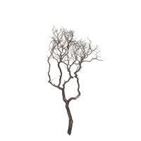 Manzanita, braun, verzweigt, 90-100 cm