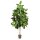 Ficus Elastica Kunstpflanze, 180 cm | L: 60 B: 60 H: 180 | grün