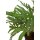 Goldtüpfelfarn - Phebodium aureum Kunstpflanze 86 cm, getopft