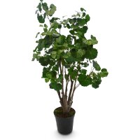 Fiederaralie - Polyscias Kunstpflanze, 160 cm