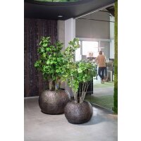Fiederaralie - Polyscias Kunstpflanze, 160 cm