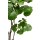 Fiederaralie Polyscias Kunstpflanze 116 cm, getopft