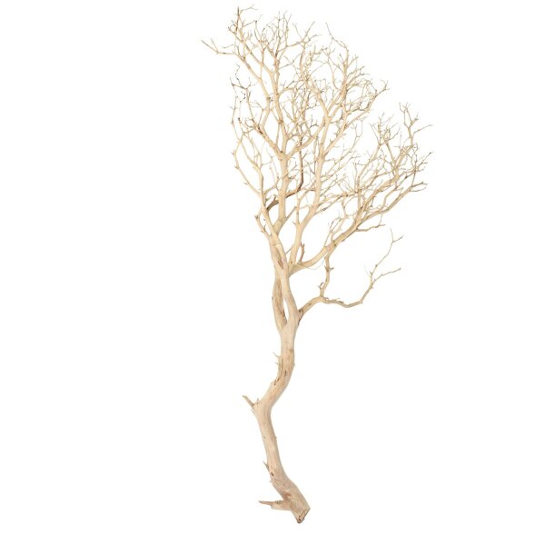 Manzanita, sandgestrahlt, verzweigt, 180-200 cm