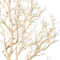 Manzanita, sandgestrahlt, verzweigt, 180-200 cm | H: 180...