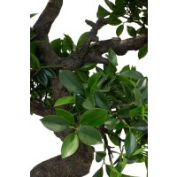 Chinesischer Feigenbaum, Ficus Bonsai Kunstpflanze, 107  cm