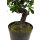 Ficus Bonsai Kunstpflanze, 95 cm