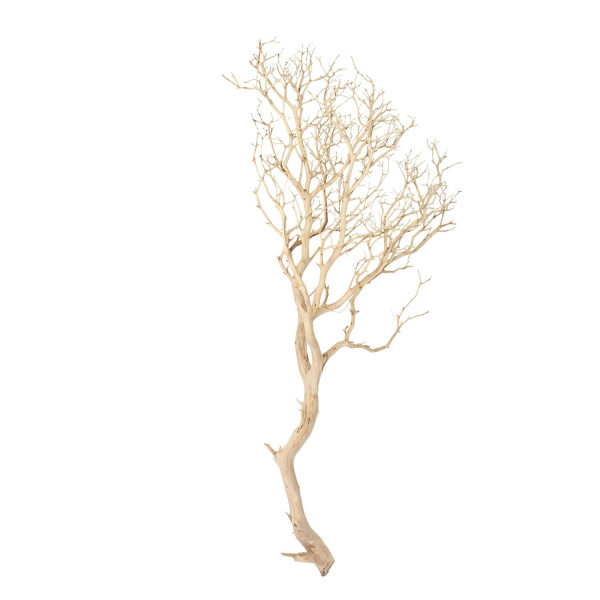 Manzanita, sandgestrahlt, verzweigt, 150-175 cm | H: 150 | sandgestrahlt
