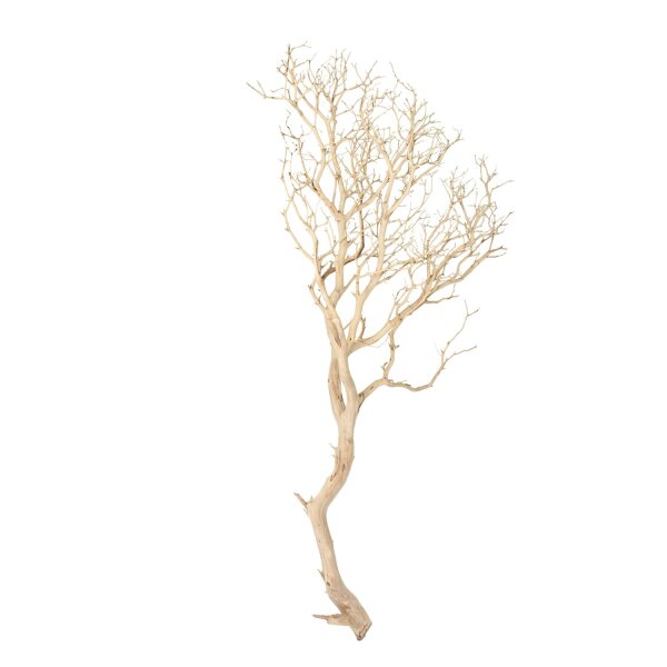 Manzanita, sandgestrahlt, verzweigt, 150-175 cm