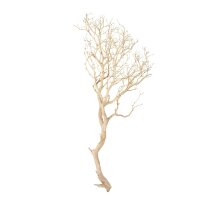 Manzanita, sandgestrahlt, verzweigt, 150-175 cm