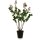 Flieder - Syringa vulgaris Kunstpflanze Höhe 79 cm
