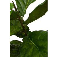 Ficus Lyrata - Fiddle Kunstpflanze 107 cm