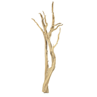 Ghostwood, sandgestrahlt, verzweigt, 150-175 cm | sandgestrahlt