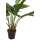 Anthurium Kunstpflanze 65 cm
