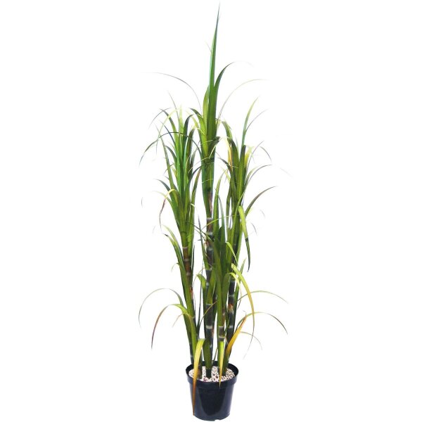 Zuckerrohr - Saccharum officinarum Kunstpflanze, 180 cm