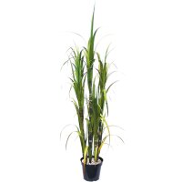 Zuckerrohr - Saccharum officinarum Kunstpflanze, 180 cm