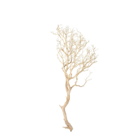 Manzanita, sandgestrahlt, verzweigt, 90-100 cm | H: 100 |...
