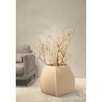 Manzanita, sandgestrahlt, verzweigt, 90-100 cm | H: 100 |...