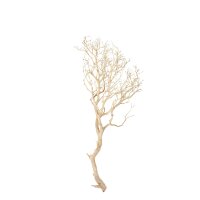 Manzanita, sandgestrahlt, verzweigt, 90-100 cm