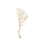 Manzanita, sandgestrahlt, verzweigt, 90-100 cm | H: 100 | sandgestrahlt