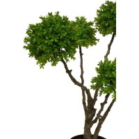 Boxwood Tree Kunstpflanze 91 cm