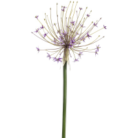 Allium Kunstpflanze, H 105