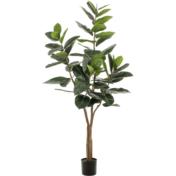Ficus elastica Kunstpflanze, H 180