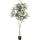 Plerandra elegantissima Kunstpflanze, H 195