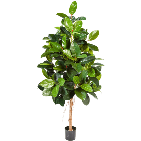 Ficus elastica Kunstpflanze, H 180