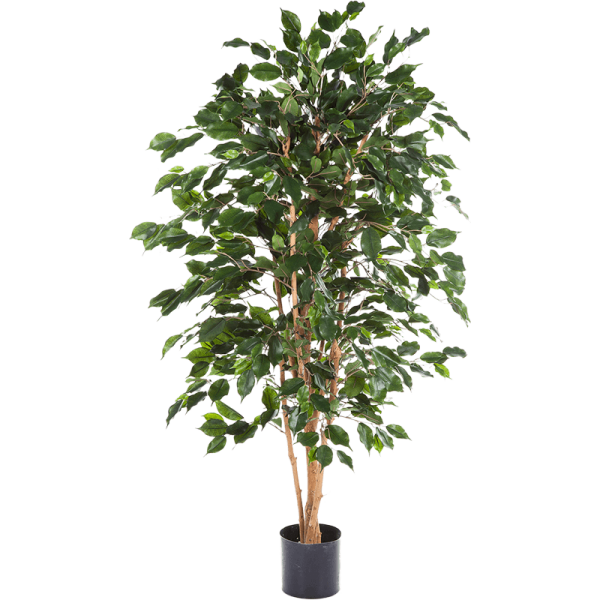 Ficus exotica Kunstpflanze, H 120