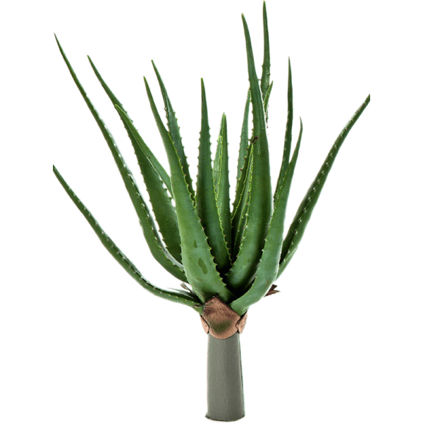 Aloe plant Kunstpflanze, H 50