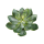Echeveria Kunstpflanze, H 15