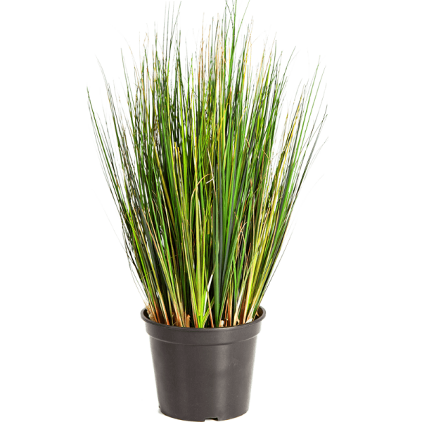 Grass Foxtail Kunstpflanze, H 60
