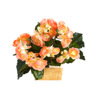 Begonia Kunstpflanze, H 20