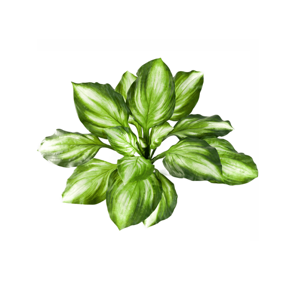 Hosta Kunstpflanze, H 55