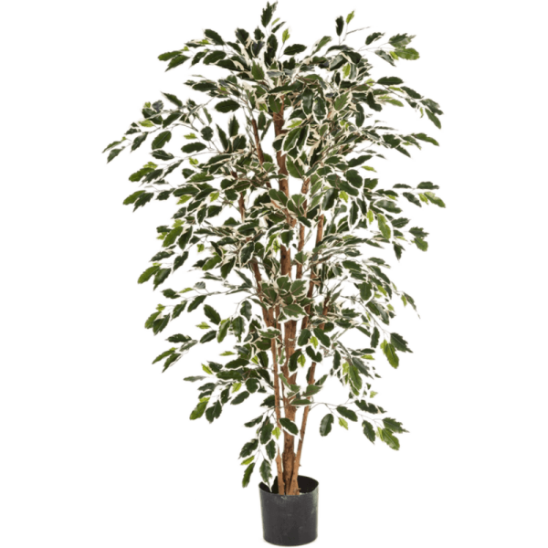 Ficus nitida Var. Kunstpflanze, H 120