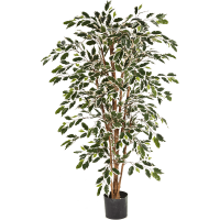 Ficus nitida Var. Kunstpflanze, H 150