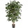 Ficus nitida exotica Kunstpflanze, H 210