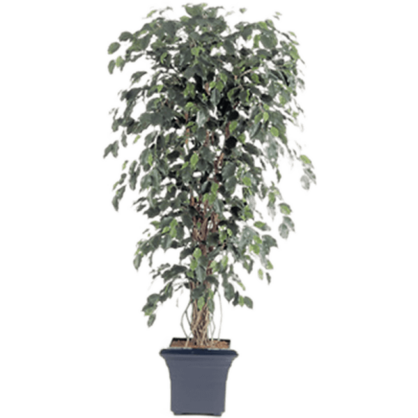 Ficus liana exotica Kunstpflanze, H 180