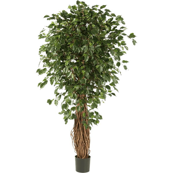 Ficus liana exotica Kunstpflanze, H 210