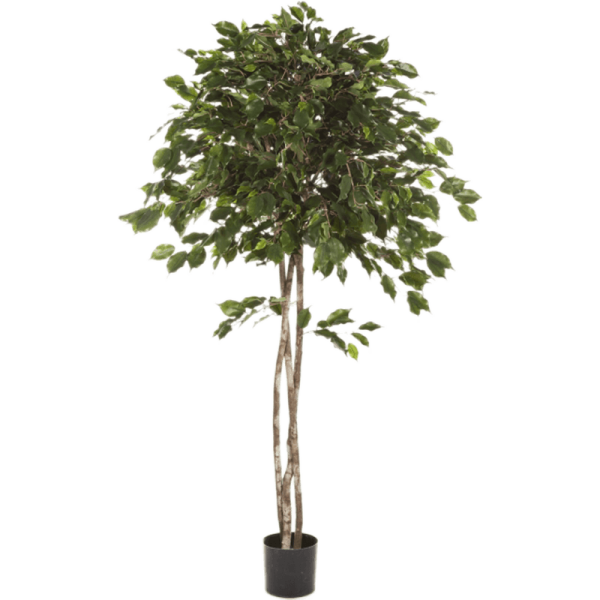 Ficus exotica Kunstpflanze, H 150